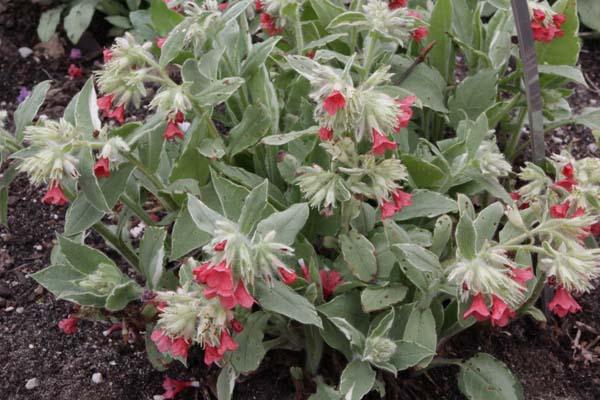 Pulmonaria rubra 'Rachel Vernie'