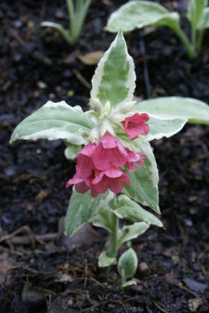 Pulmonaria rubra 'David Ward'