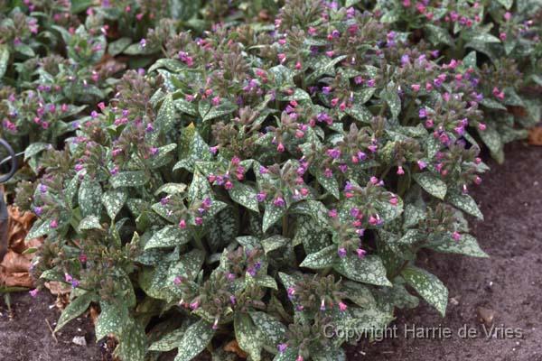 Pulmonaria saccharata 'Reginald Kaye'