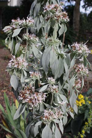 Pycnanthemum incanum 'Ozark Silver