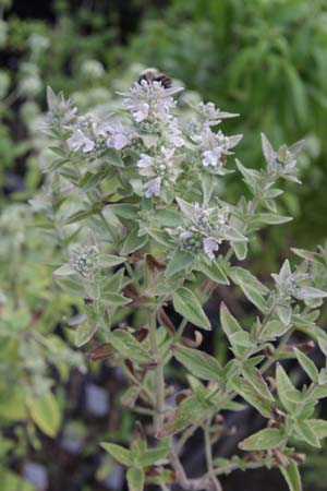 Pycnanthemum verticillatum var. pilosum