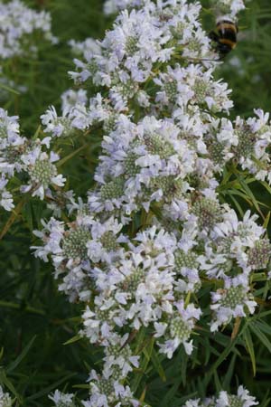 Pycnanthemum flexuosum (syn. virginicum)