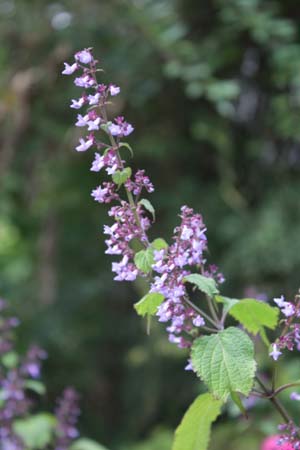 Rabdosia kameba (Isodon umbrosus)