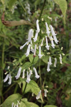 Rabdosia longituba 'Tube Socks'