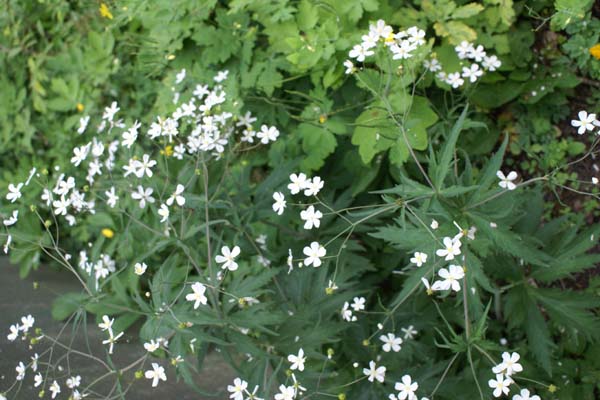 Ranunculus aconitifolius