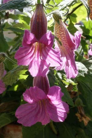 Rehmannia elata