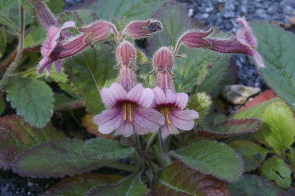 Rehmannia henryi