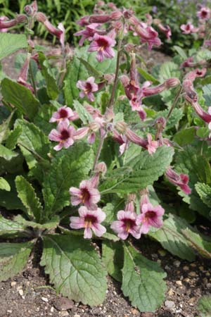 Rehmannia henryi