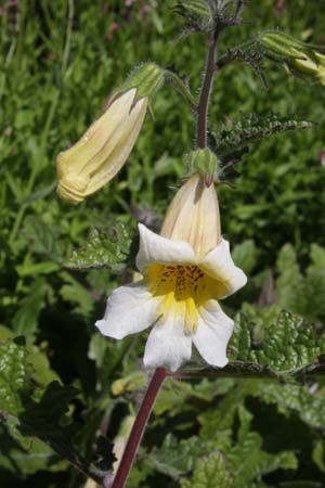 Rehmannia 'Schneetiger'