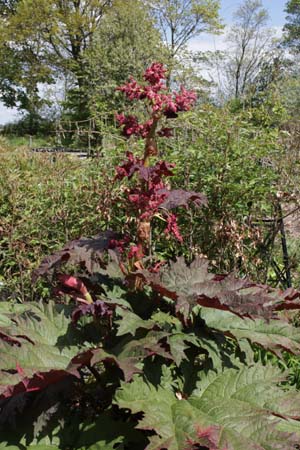 Rheum palmatum var. tanguticum (R. dissectum)