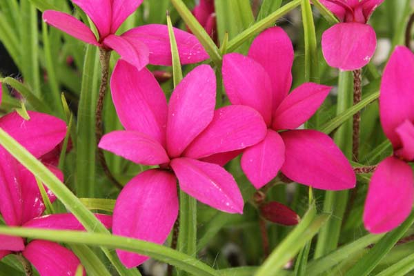 Rhodohypoxis