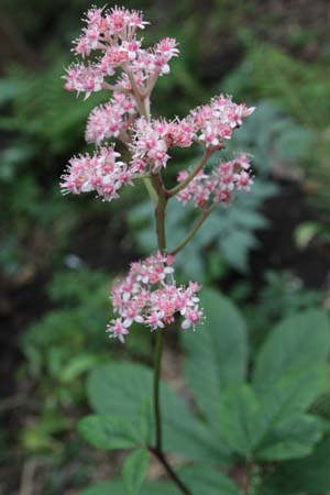 Rodgersia 'Chocolate Wings'