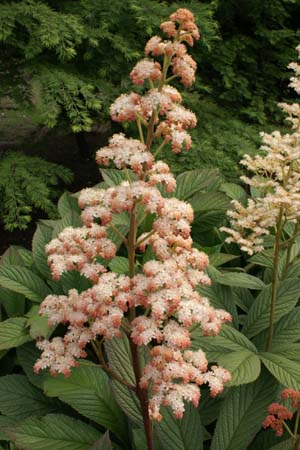 Rodgersia ex 'Ideal' zaailingen