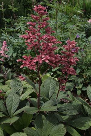 Rodgersia pinnata 'Fireworks'