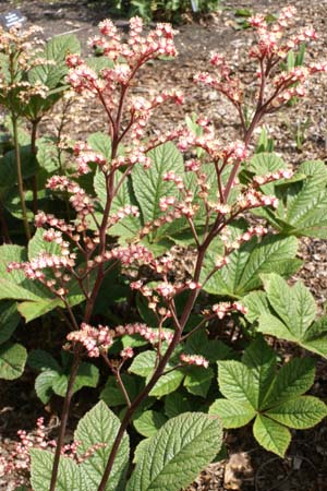 Rodgersia 'Hercules'