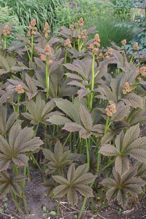 Rodgersia pinnata 'Die Schöne'