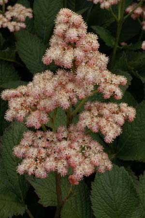 Rodgersia pinnata 'Die Schöne'