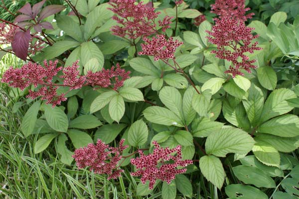 Rodgersia pinnata 'Maurice Mason'