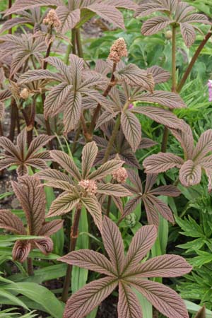 Rodgersia pinnata 'Maurice Mason'