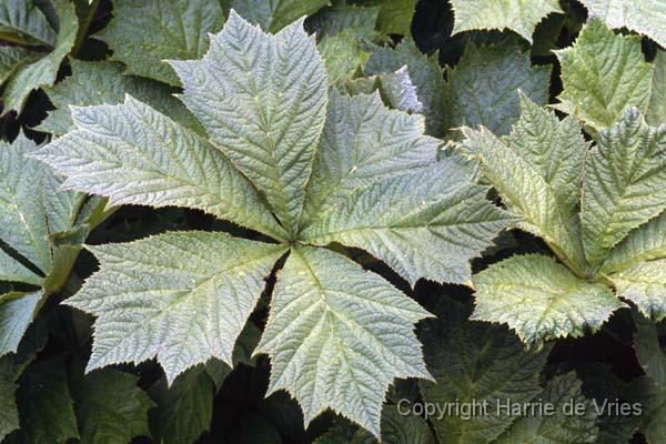 Rodgersia podophylla 'Pagode'