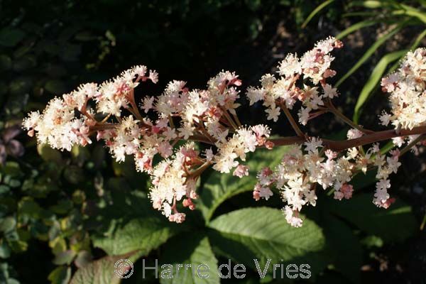 Rodgersia purdomii 'Joop Ploeger'