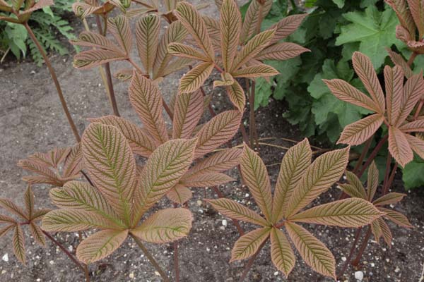 Rodgersia purdomii 'Joop Ploeger'