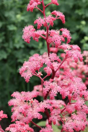 Rodgersia 'Roter Kaiser'