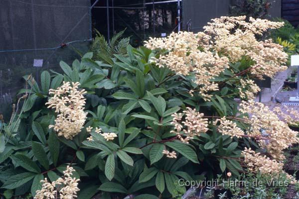 RODGERSIA sambucifolia 'Mountain Select'