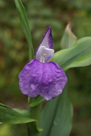 ROSCOEA auriculata 'White Cap'