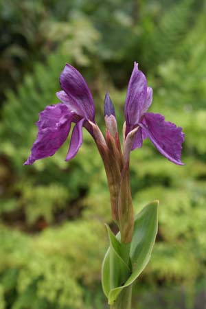 ROSCOEA cautleoides 'Purple King'