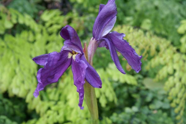 ROSCOEA cautleoides 'Purple Queen'