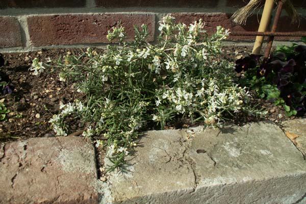 ROSMARINUS officinalis 'Montagnette'