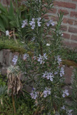 ROSMARINUS officinalis 'Pyramidalis'