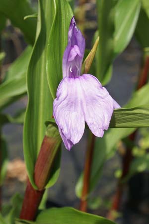 ROSCOEA purpurea 'Salt & Pepper'