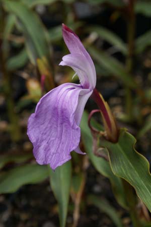 Roscoea purpurea 'Brown Peacock'