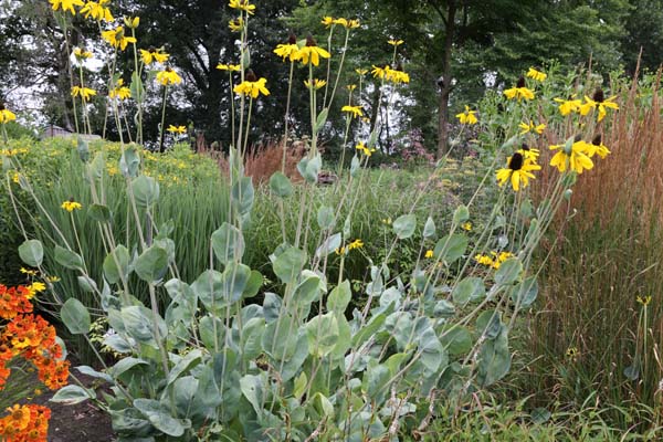 Rudbeckia maxima