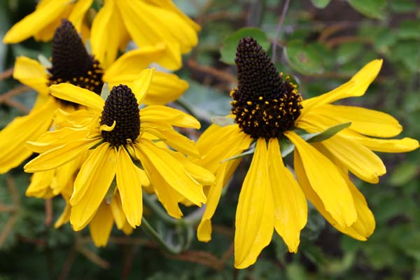 Rudbeckia maxima