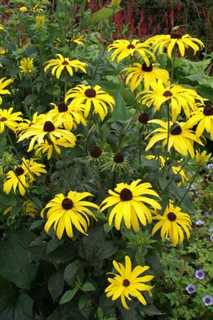 Rudbeckia subtomentosa 'Loofahsa Wheaten Gold'