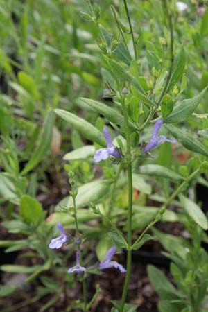 Salvia 'African Sky' (chamelaeagnea x scabra)