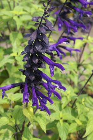 Salvia 'Amistad'