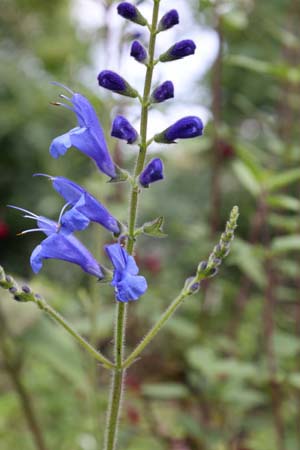 Salvia 'Amena'