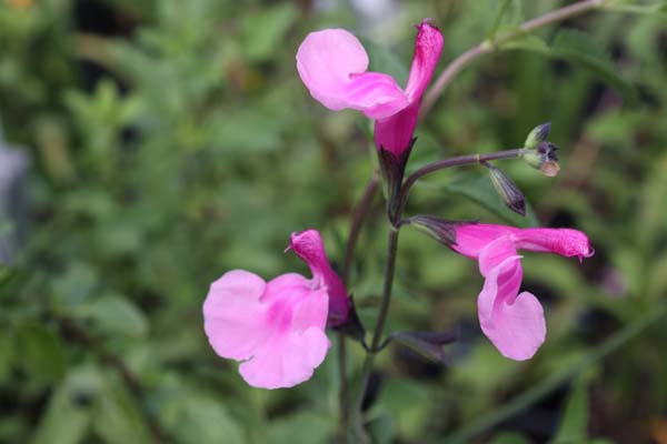 Salvia 'Candy Button' (5)