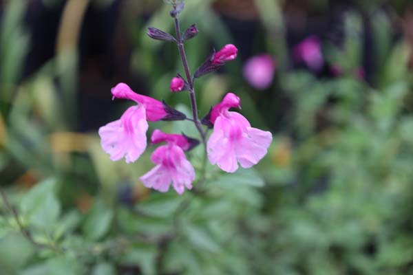 Salvia 'Candy Button' (5)