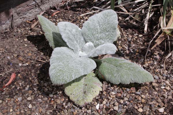 Salvia argentea