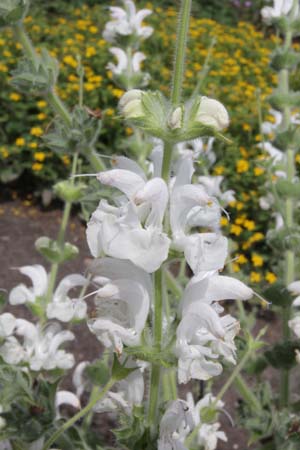 Salvia argentea