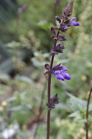 Salvia arizonica