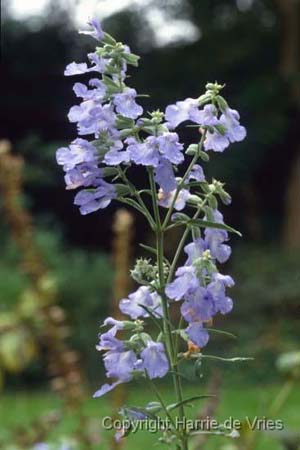 Salvia azurea 'Grandiflora'