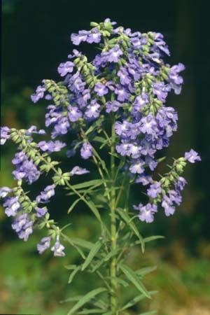 Salvia azurea