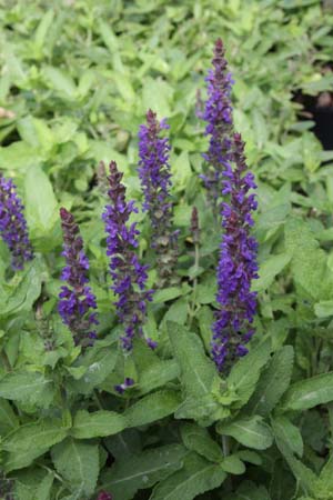 Salvia nemorosa 'Blue Bouquetta'