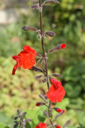 Salvia blepharophylla 'Painted Lady'